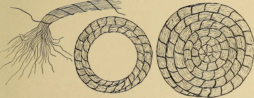 An illustration from Seat work and industrial occupations; a practical course for primary grades, 1905, leaf 142