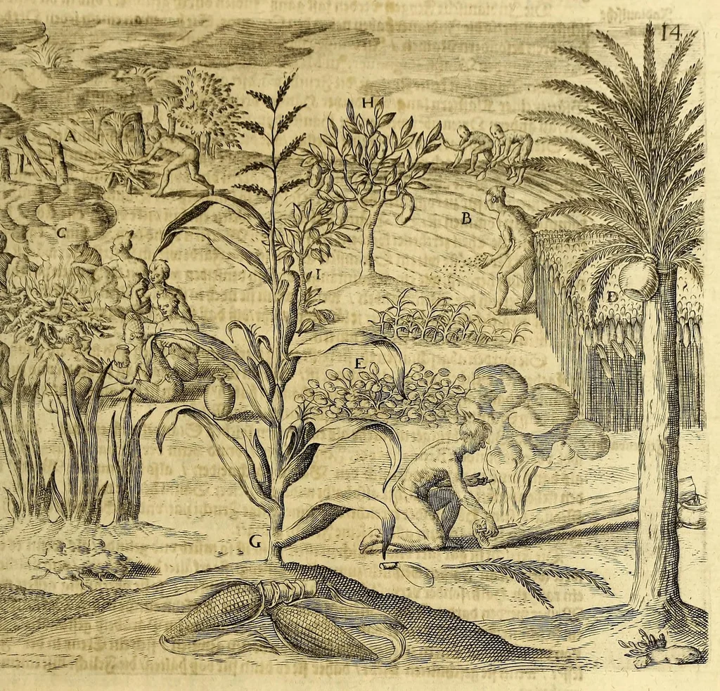 An illustration from Sechster Theil der Orientalischen Indien, Warhafftige historische Bechreibung dess gewaltigen Goldreichen Königreichs Guinea, sonst das Goltgestad von Mina genandt, so in Africa gelegen, : sampt derselben gantzen Beschaffenheit, auch Religion vnnd Opinion, Sitten vnnd Sprachen, Handel vnnd Wandel der Eynwohner daselbst: beneben einer kurtzen Erzelung, was die Schiffe, so dahin fahren wollen, für einen Lauff durch die Canarische Inseln, biss an das Cabo de Trespunctas, da das Goldgestadt sich anfänget, halten müssen., 1630, leaf 77