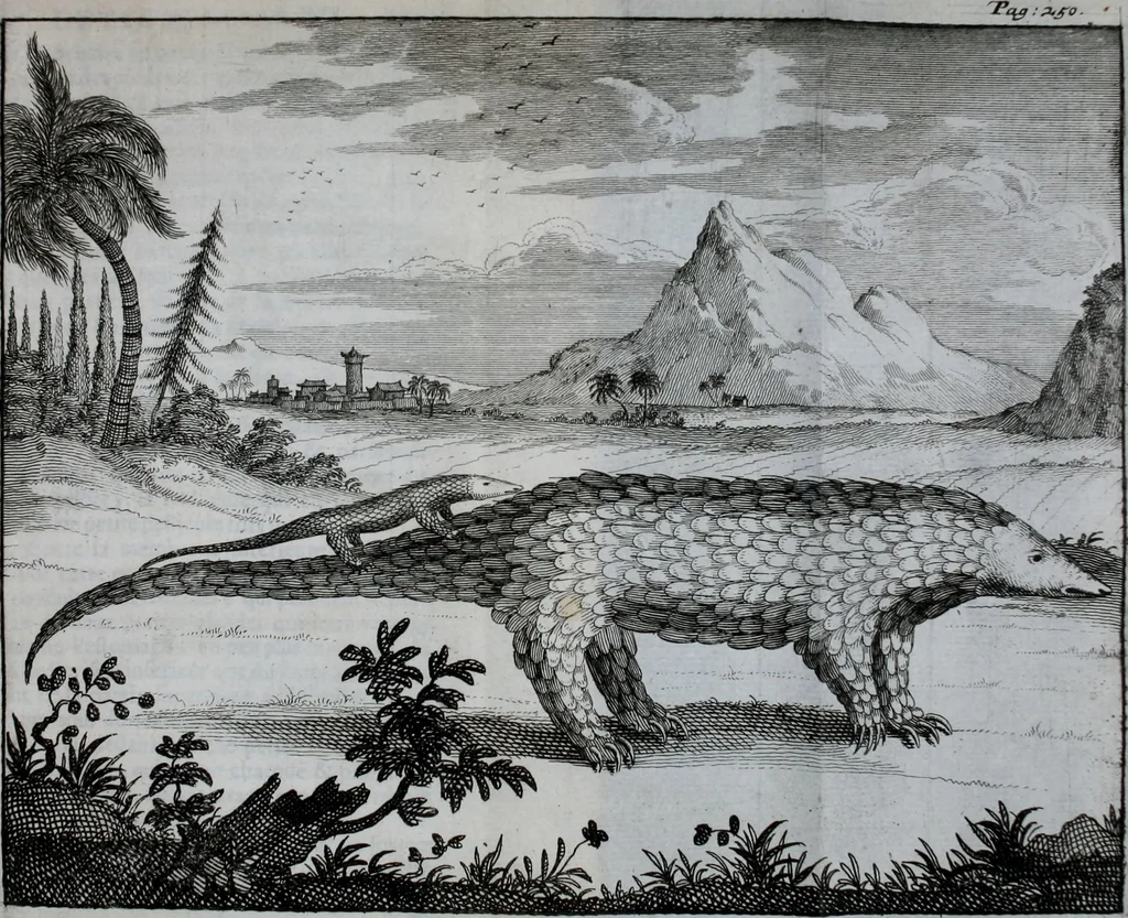 An illustration from Second voyage du père Tachard et des Jésuites envoyez par le roy au royaume de Siam : contenant diverses remarques d'histoire, de physique, de géographie, & d'astronomie, 1689, leaf 270