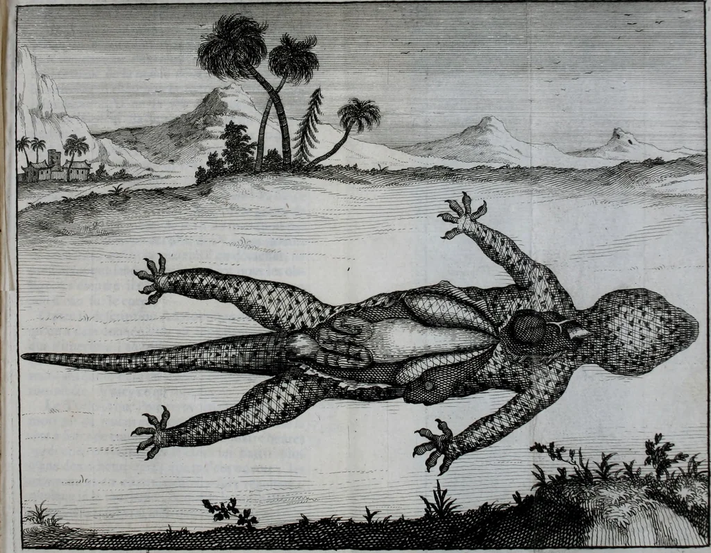 An illustration from Second voyage du père Tachard et des Jésuites envoyez par le roy au royaume de Siam : contenant diverses remarques d'histoire, de physique, de géographie, & d'astronomie, 1689, leaf 276