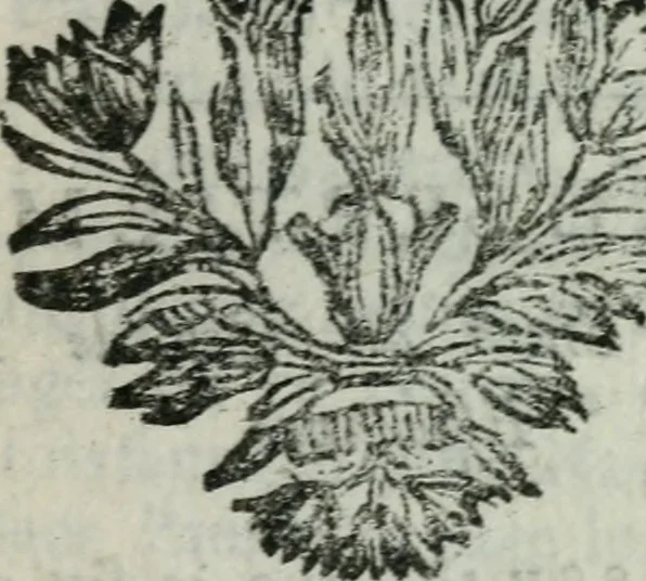An illustration from Second voyage du père Tachard et des Jésuites envoyez par le roy au royaume de Siam : contenant diverses remarques d'histoire, de physique, de géographie, & d'astronomie, 1689, leaf 300