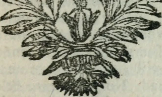 An illustration from Second voyage du père Tachard et des Jésuites envoyez par le roy au royaume de Siam : contenant diverses remarques d'histoire, de physique, de géographie, & d'astronomie, 1689, leaf 358