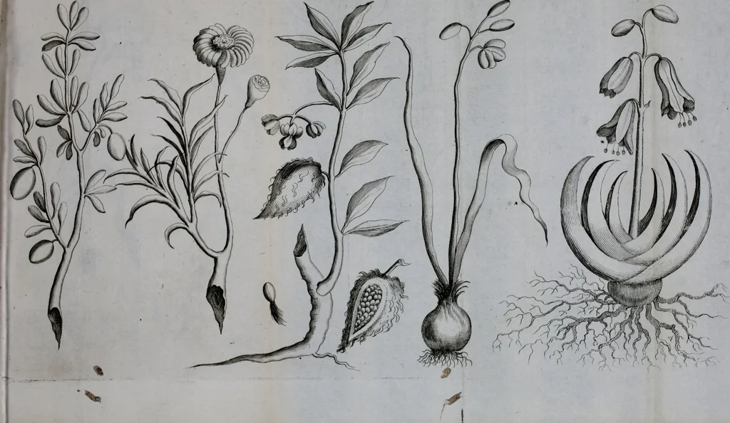 An illustration from Second voyage du père Tachard et des Jésuites envoyez par le roy au royaume de Siam : contenant diverses remarques d'histoire, de physique, de géographie, & d'astronomie, 1689, leaf 74