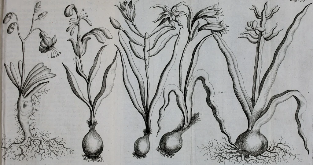 An illustration from Second voyage du père Tachard et des Jésuites envoyez par le roy au royaume de Siam : contenant diverses remarques d'histoire, de physique, de géographie, & d'astronomie, 1689, leaf 76