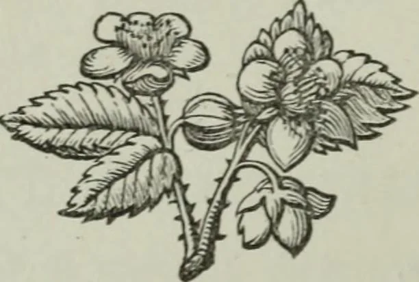 An illustration from The secret societies of all ages and countris, 1875, leaf 13