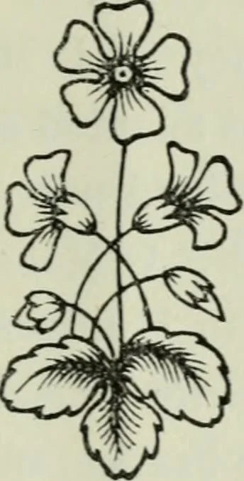 An illustration from The secret societies of all ages and countris, 1875, leaf 212