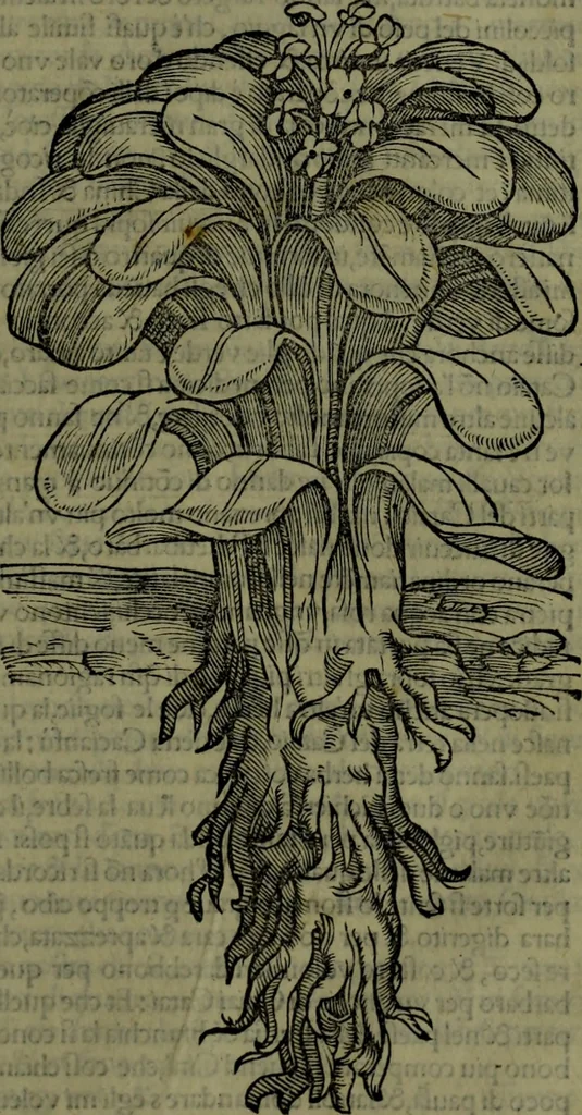 An illustration from Secundo volume delle navigationi et viaggi, 1574, leaf 36