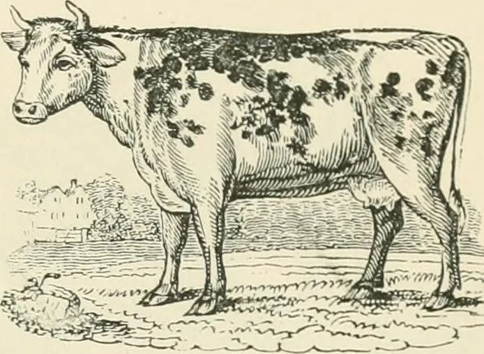 An illustration from Selections from the specimen book of the Fann Street Foundry, 1874, leaf 290
