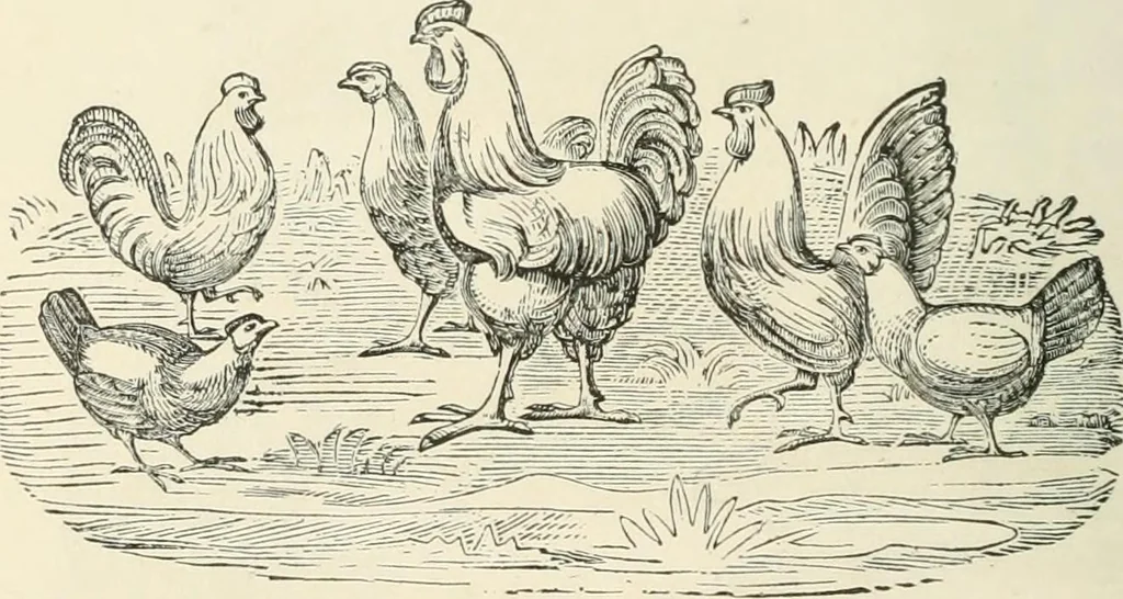An illustration from Selections from the specimen book of the Fann Street Foundry, 1874, leaf 291