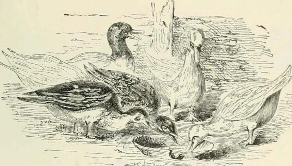 An illustration from Selections from the specimen book of the Fann Street Foundry, 1874, leaf 292