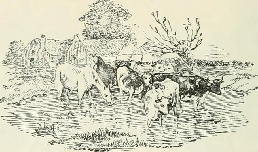 An illustration from Selections from the specimen book of the Fann Street Foundry, 1874, leaf 297