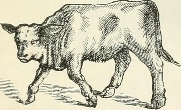 An illustration from Selections from the specimen book of the Fann Street Foundry, 1874, leaf 297