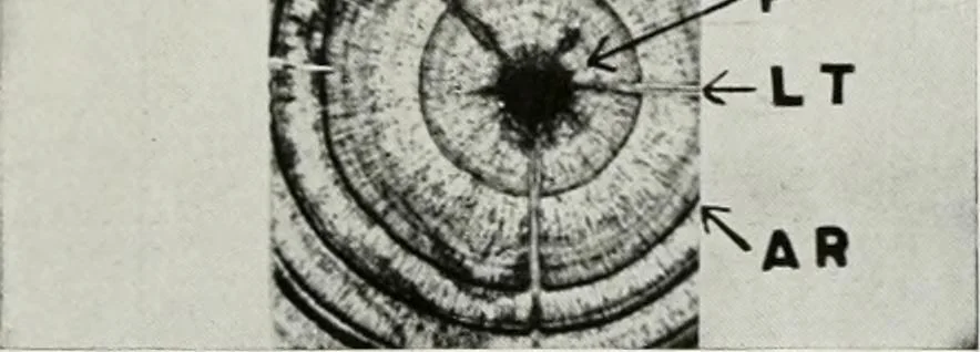 An illustration from Select structural material, its characteristics and uses : manufactured from genuine long leaf pine (Pinus palustris), 1915, leaf 26