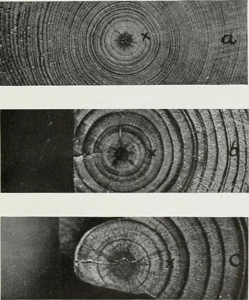 An illustration from Select structural material, its characteristics and uses : manufactured from genuine long leaf pine (Pinus palustris), 1915, leaf 26