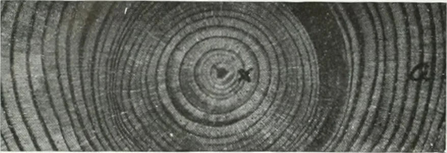 An illustration from Select structural material, its characteristics and uses : manufactured from genuine long leaf pine (Pinus palustris), 1915, leaf 27