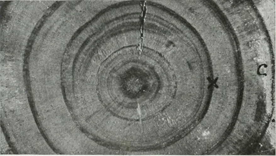 An illustration from Select structural material, its characteristics and uses : manufactured from genuine long leaf pine (Pinus palustris), 1915, leaf 27