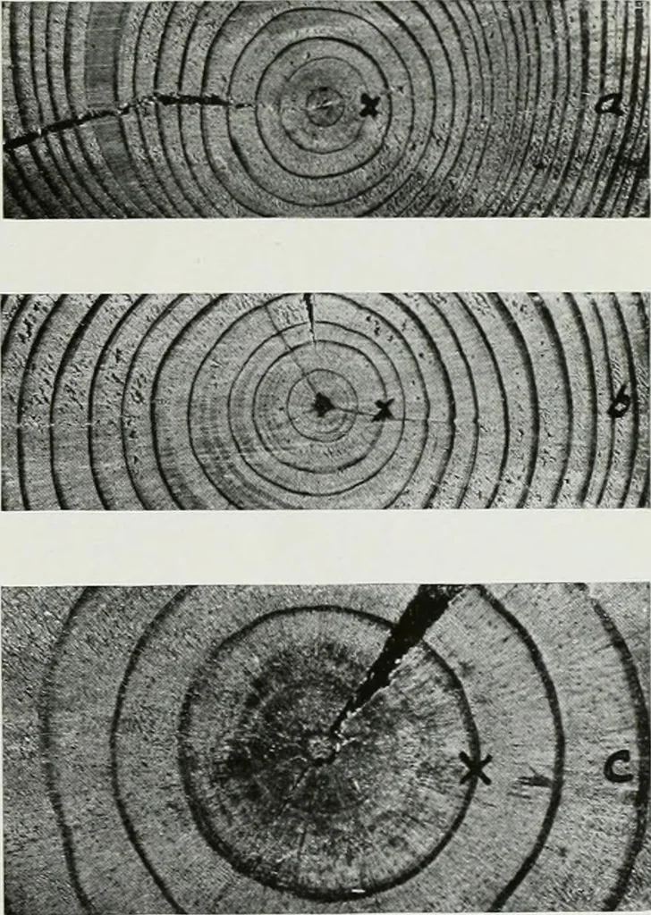 An illustration from Select structural material, its characteristics and uses : manufactured from genuine long leaf pine (Pinus palustris), 1915, leaf 28