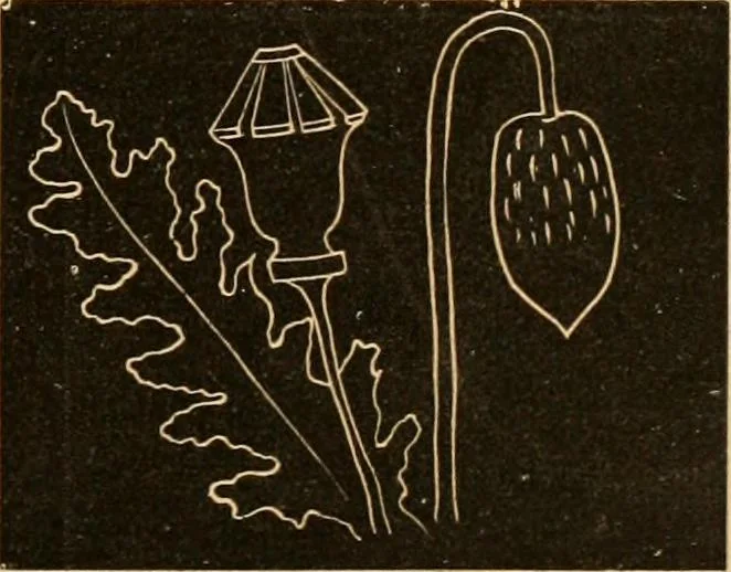 An illustration from Self-instructor : the child's first drawing book, containing all the pictures on Andrews' noiseless drawing slates for schools and families., 1878, leaf 20