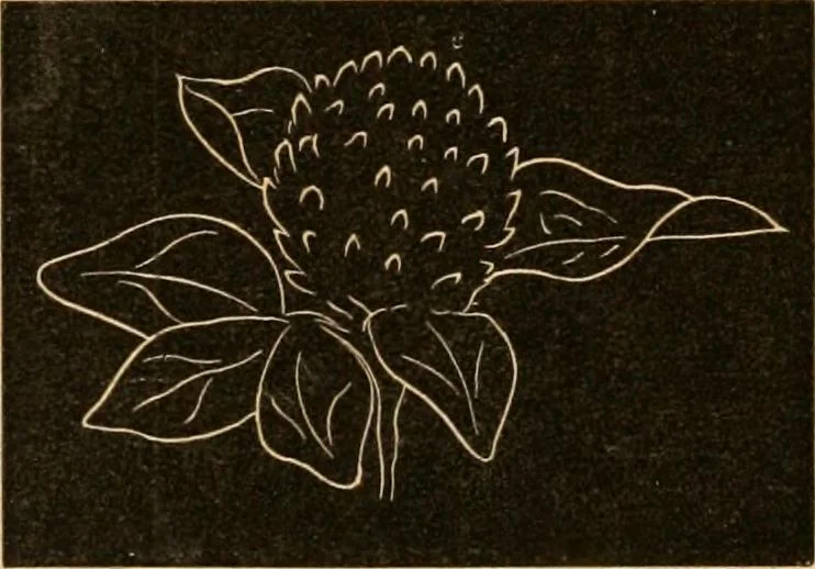 An illustration from Self-instructor : the child's first drawing book, containing all the pictures on Andrews' noiseless drawing slates for schools and families., 1878, leaf 21
