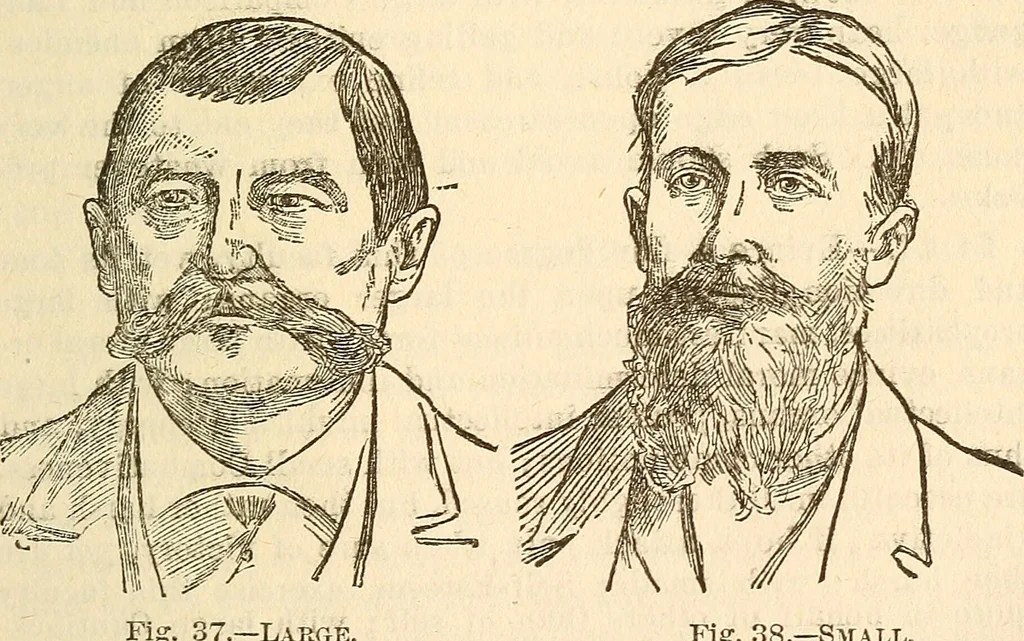 An illustration from The self-instructor in phrenology and physiology; with over one hundred new illustrations, including a chart for the use of practical phrenologists, 1890, leaf 104