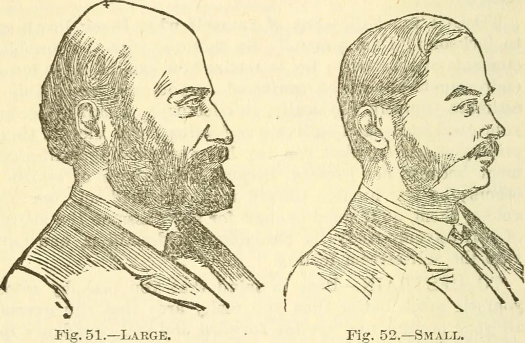 An illustration from The self-instructor in phrenology and physiology; with over one hundred new illustrations, including a chart for the use of practical phrenologists, 1890, leaf 127