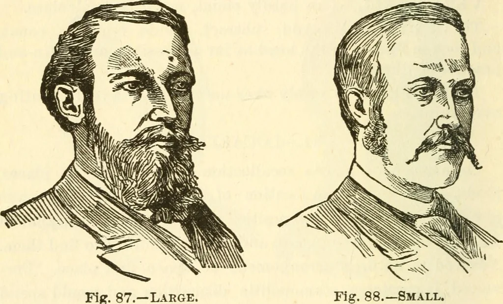 An illustration from The self-instructor in phrenology and physiology; with over one hundred new illustrations, including a chart for the use of practical phrenologists, 1890, leaf 169