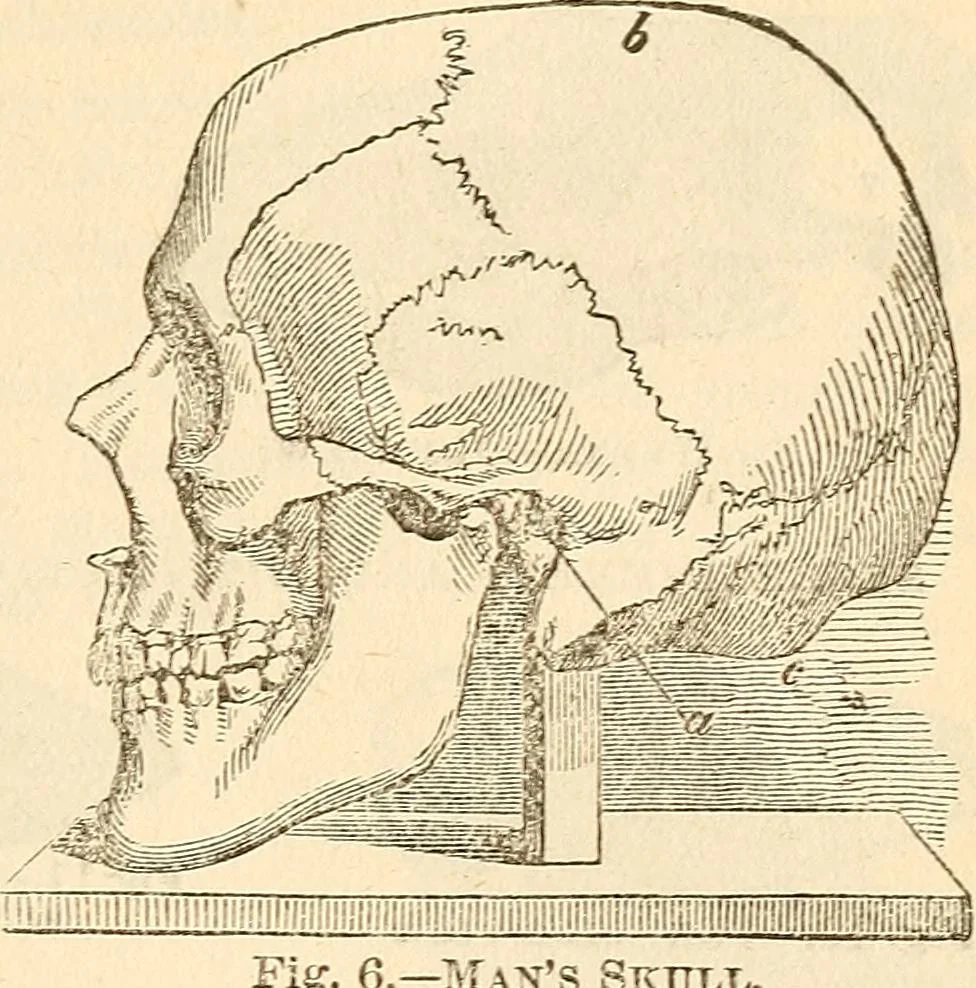An illustration from The self-instructor in phrenology and physiology; with over one hundred new illustrations, including a chart for the use of practical phrenologists, 1890, leaf 68
