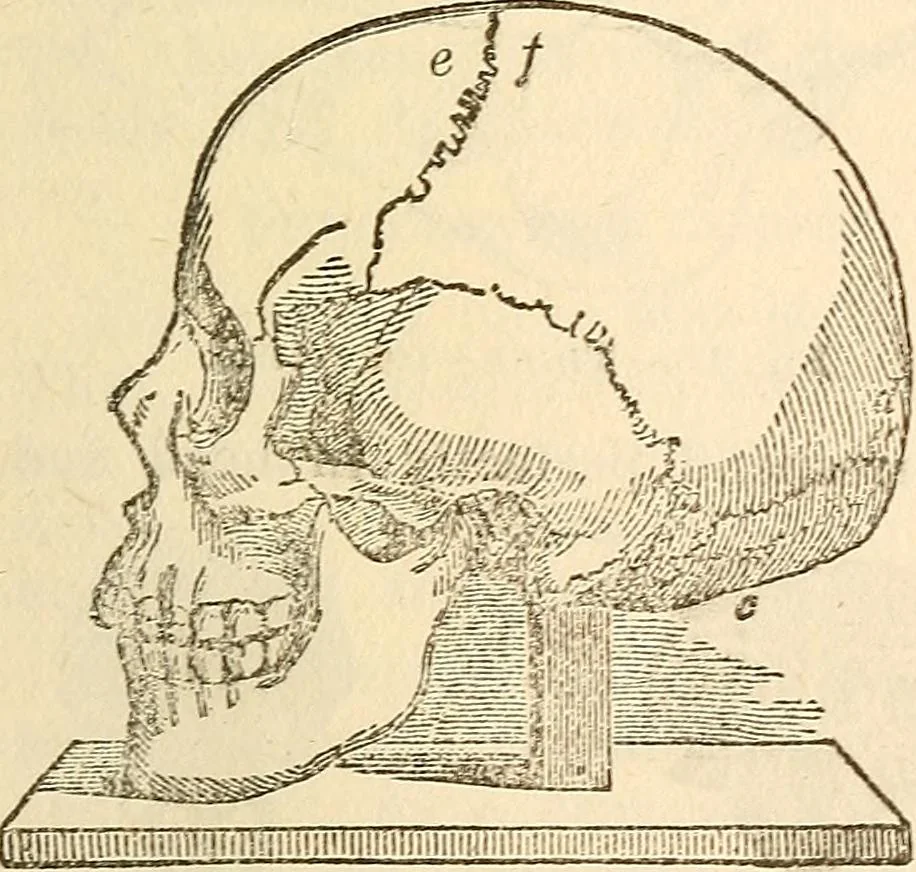 An illustration from The self-instructor in phrenology and physiology; with over one hundred new illustrations, including a chart for the use of practical phrenologists, 1890, leaf 68