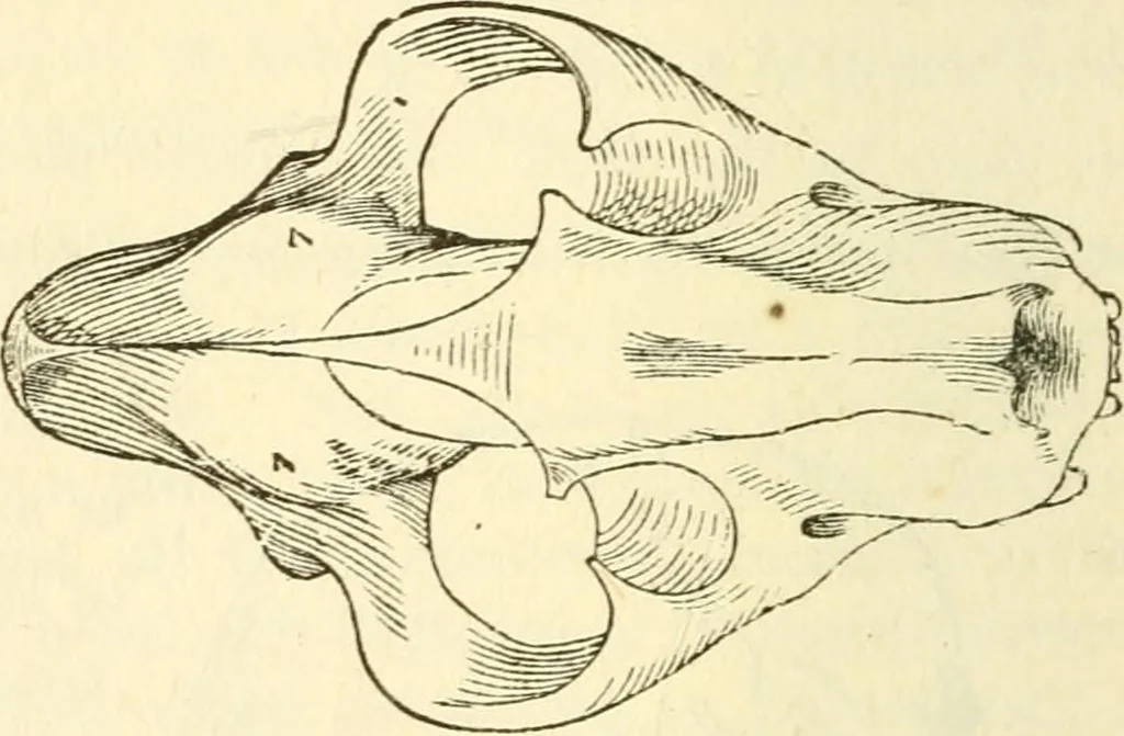 An illustration from The self-instructor in phrenology and physiology; with over one hundred new illustrations, including a chart for the use of practical phrenologists, 1890, leaf 69
