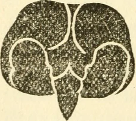 An illustration from The self-instructor in phrenology and physiology; with over one hundred new illustrations, including a chart for the use of practical phrenologists, 1890, leaf 69