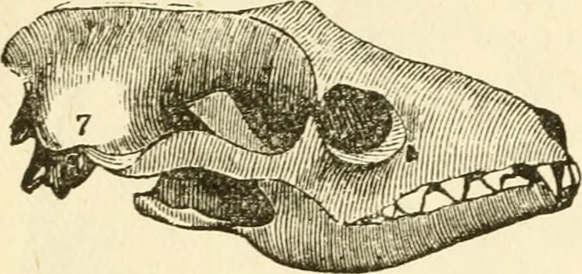 An illustration from The self-instructor in phrenology and physiology; with over one hundred new illustrations, including a chart for the use of practical phrenologists, 1890, leaf 69