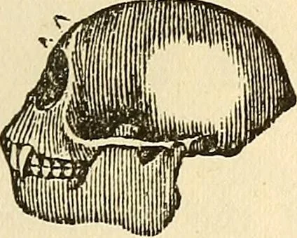 An illustration from The self-instructor in phrenology and physiology; with over one hundred new illustrations, including a chart for the use of practical phrenologists, 1890, leaf 70