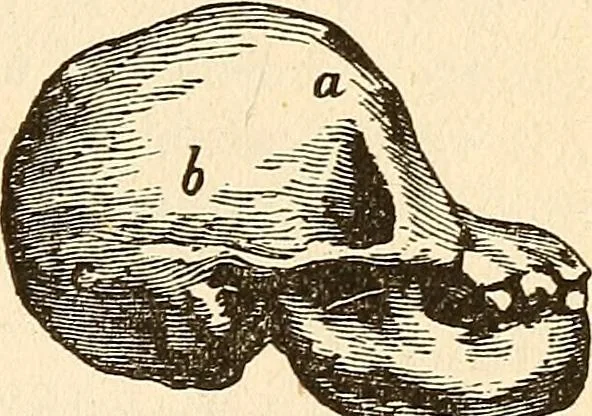 An illustration from The self-instructor in phrenology and physiology; with over one hundred new illustrations, including a chart for the use of practical phrenologists, 1890, leaf 70