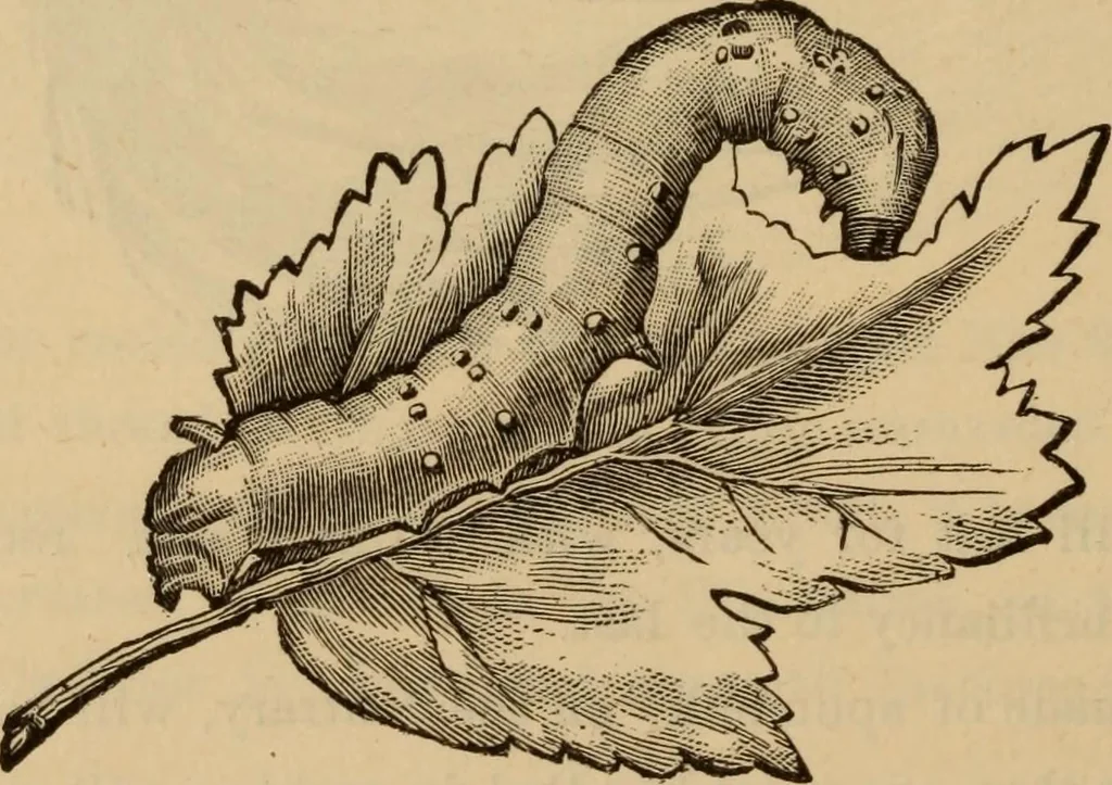 An illustration from The self-instructor in silk knitting, crocheting and embroidery, 1884, leaf 11