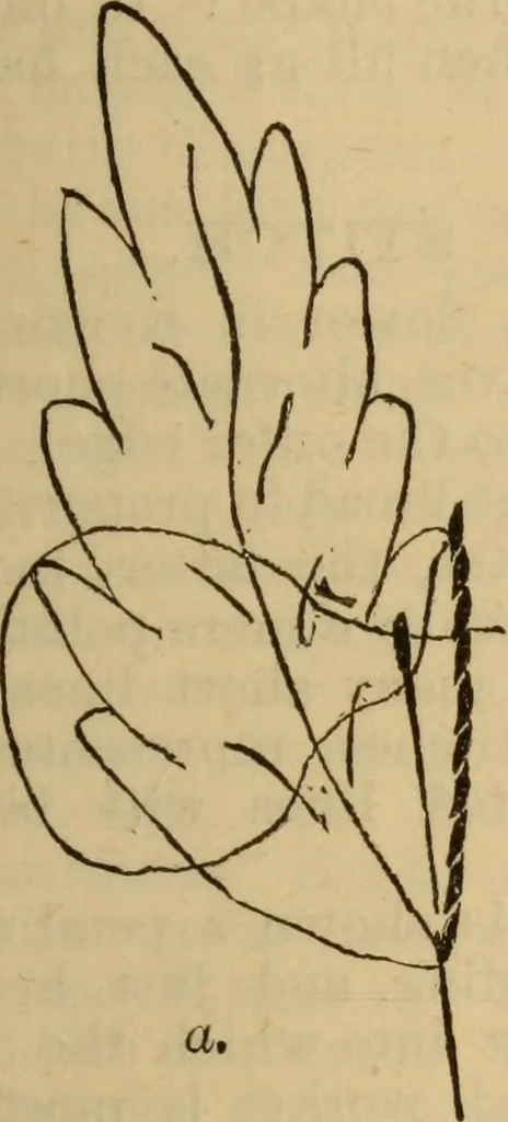 An illustration from The self-instructor in silk knitting, crocheting and embroidery, 1884, leaf 62