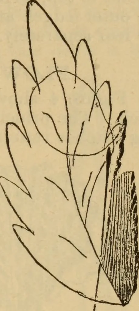 An illustration from The self-instructor in silk knitting, crocheting and embroidery, 1884, leaf 62