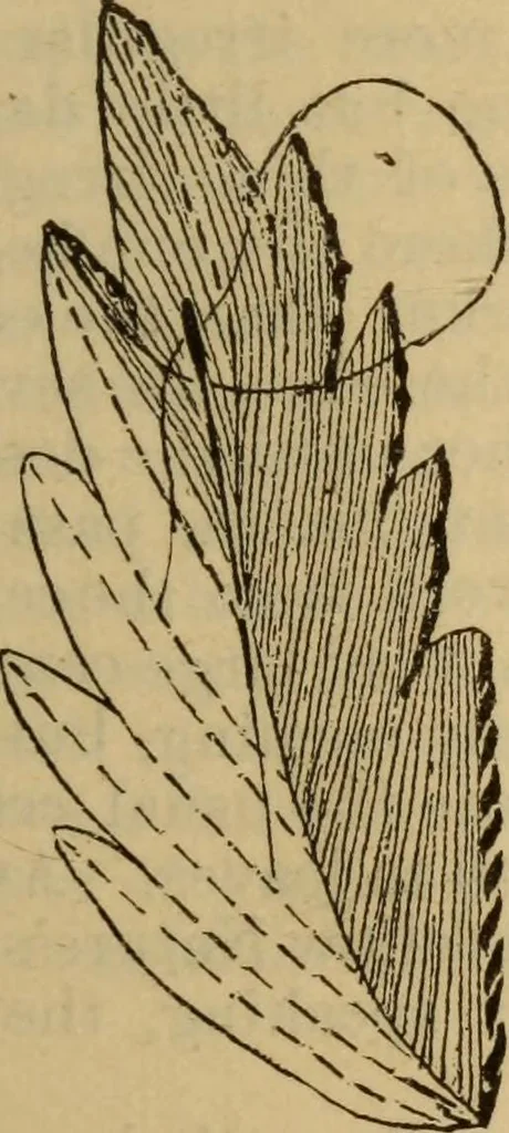 An illustration from The self-instructor in silk knitting, crocheting and embroidery, 1884, leaf 62