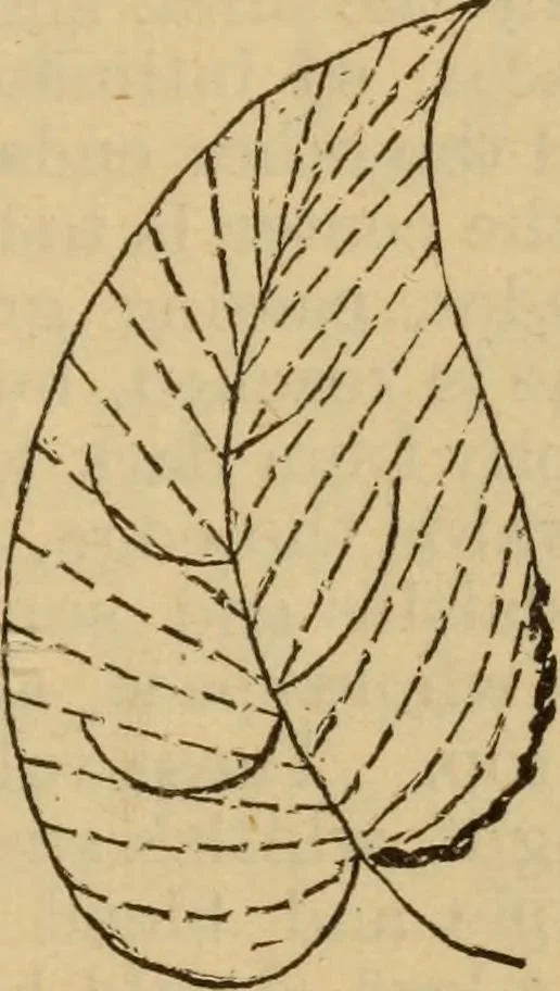 An illustration from The self-instructor in silk knitting, crocheting and embroidery, 1884, leaf 62