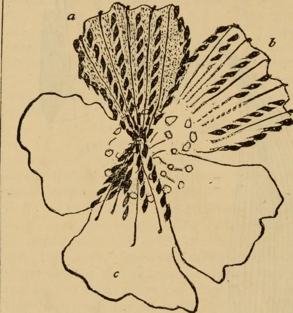 An illustration from The self-instructor in silk knitting, crocheting and embroidery, 1884, leaf 63