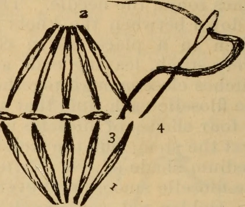 An illustration from The self-instructor in silk knitting, crocheting and embroidery, 1884, leaf 67