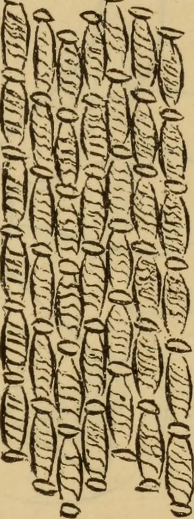 An illustration from The self-instructor in silk knitting, crocheting and embroidery, 1884, leaf 68