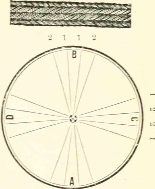 An illustration from Self-instructor in the art of hair work, dressing hair, making curls, switches, braids, and hair jewelry of every description, 1867, leaf 24