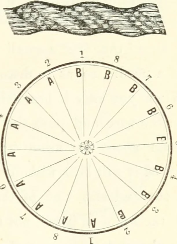 An illustration from Self-instructor in the art of hair work, dressing hair, making curls, switches, braids, and hair jewelry of every description, 1867, leaf 34
