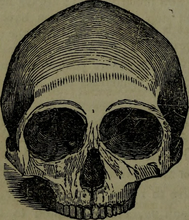 An illustration from The self-instructor in phrenology and physiology : with over one hundred new illustrations, including a chart for the use of practical phrenologists., 1890, leaf 107