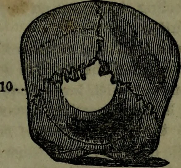 An illustration from The self-instructor in phrenology and physiology : with over one hundred new illustrations, including a chart for the use of practical phrenologists., 1890, leaf 110