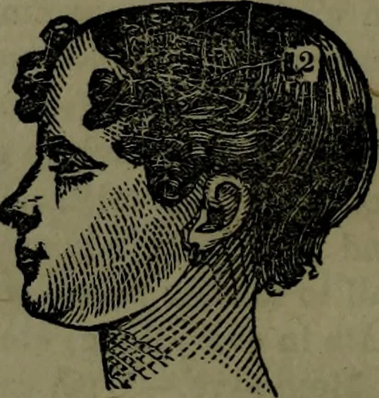 An illustration from The self-instructor in phrenology and physiology : with over one hundred new illustrations, including a chart for the use of practical phrenologists., 1890, leaf 115