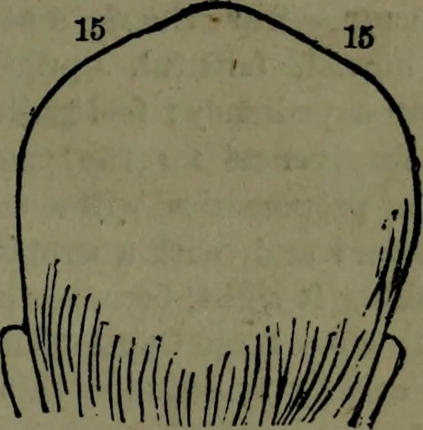 An illustration from The self-instructor in phrenology and physiology : with over one hundred new illustrations, including a chart for the use of practical phrenologists., 1890, leaf 124