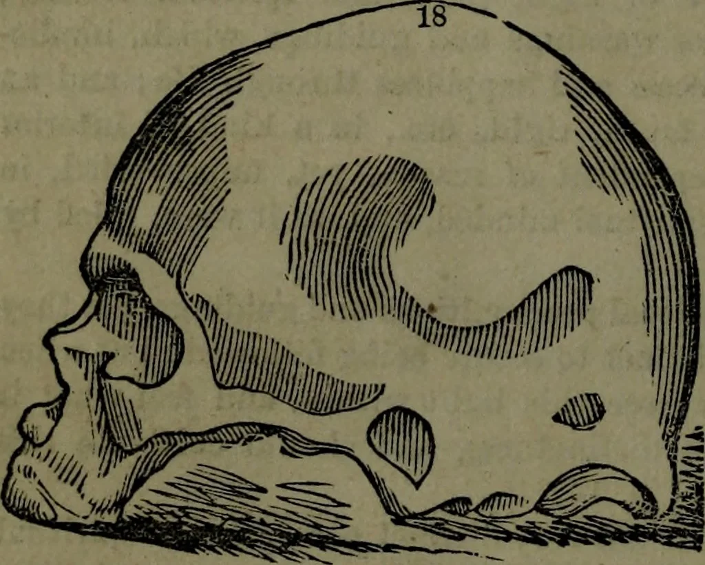An illustration from The self-instructor in phrenology and physiology : with over one hundred new illustrations, including a chart for the use of practical phrenologists., 1890, leaf 131