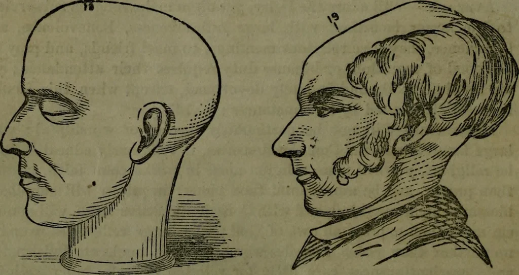 An illustration from The self-instructor in phrenology and physiology : with over one hundred new illustrations, including a chart for the use of practical phrenologists., 1890, leaf 133