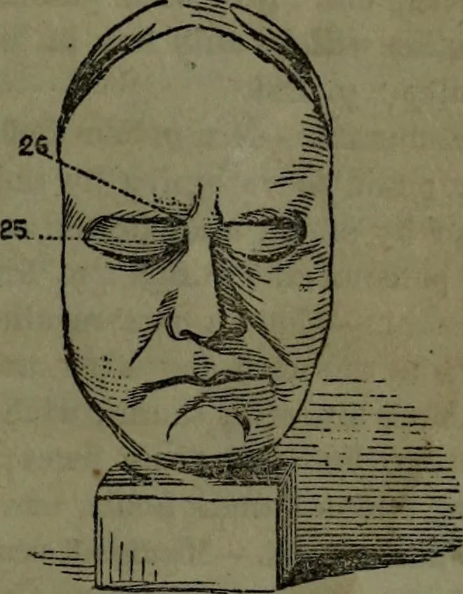 An illustration from The self-instructor in phrenology and physiology : with over one hundred new illustrations, including a chart for the use of practical phrenologists., 1890, leaf 150